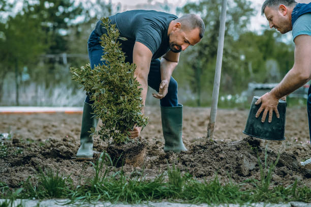 Best Tree and Shrub Care  in Saltillo, MS