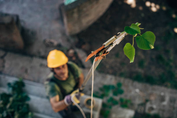 How Our Tree Care Process Works  in  Saltillo, MS