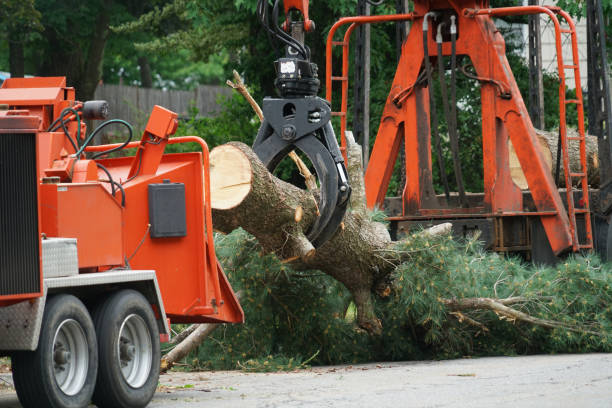 Best Utility Line Clearance  in Saltillo, MS