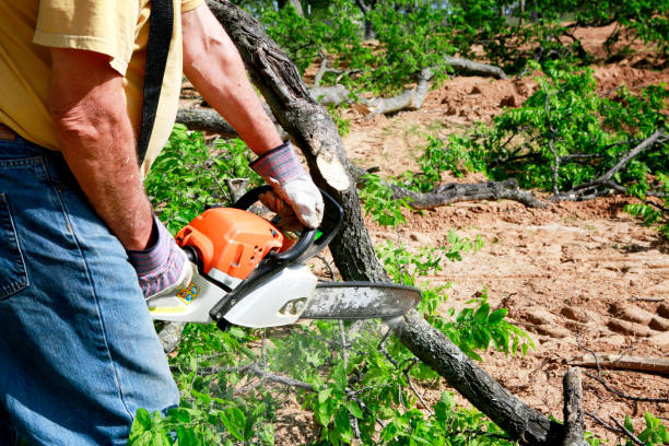 Best Lawn Pest Prevention  in Saltillo, MS